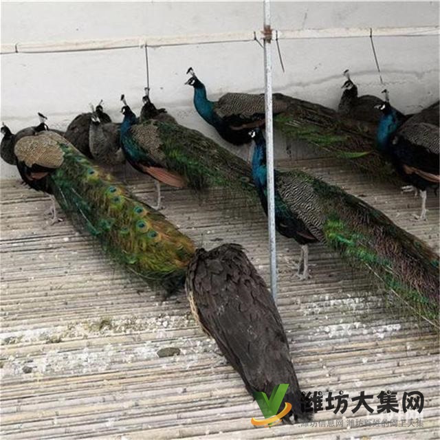 濰坊奎文孔雀養殖場出售成年藍孔雀價格